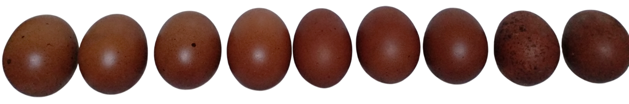 eggs_marans