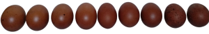 eggs_marans